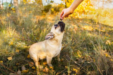 Sonbahar yaprakları ve çimenlerin arka planında geyik renginde bir Fransız bulldog 'unun yakın plan portresi