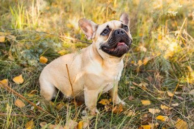 Sonbahar yaprakları ve çimenlerin arka planında geyik renginde bir Fransız bulldog portresi