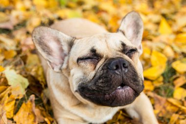 Sonbahar yaprakları ve çimenlerin arka planında geyik renginde bir Fransız bulldog 'unun yakın plan portresi