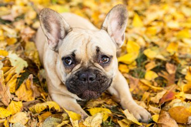 Portrait of a French bulldog of fawn color against the background of autumn leaves and grass clipart