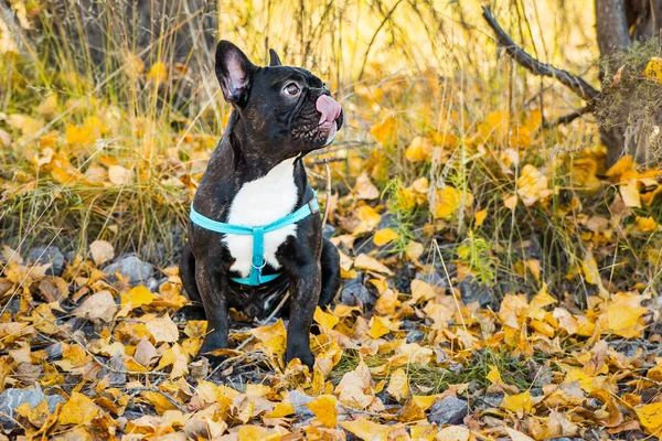 Sonbahar yapraklarının arka planında genç Fransız bulldog portresi. — Stok fotoğraf