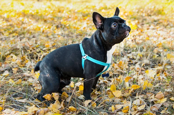 Sonbahar yapraklarının arka planında genç Fransız bulldog portresi. — Stok fotoğraf