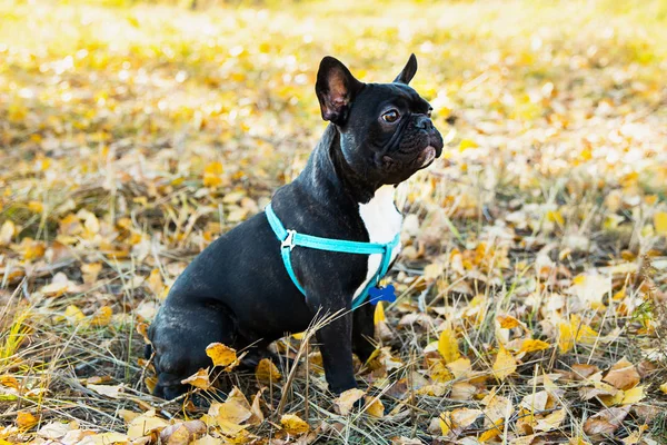 Ritratto di giovane bulldog francese su sfondo di foglie autunnali . — Foto Stock