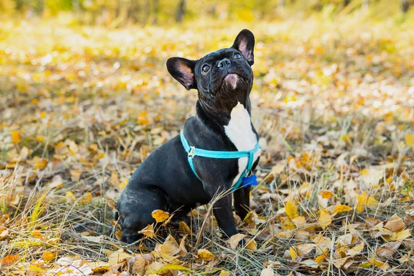 Porträtt av ung fransk bulldogg på en bakgrund av höstlöv. — Stockfoto