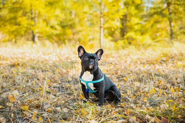 Sonbahar yapraklarının arka planında genç Fransız bulldog portresi. — Stok fotoğraf