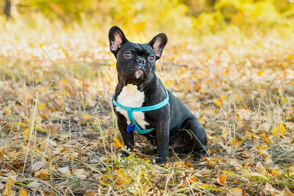 Sonbahar yapraklarının arka planında genç Fransız bulldog portresi. — Stok fotoğraf