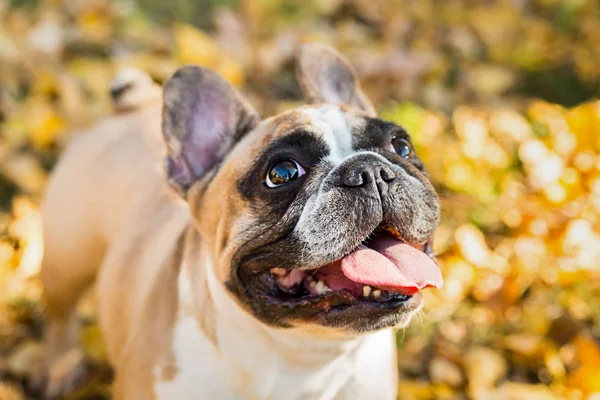 French dog bulldog on a autumnal nature background.