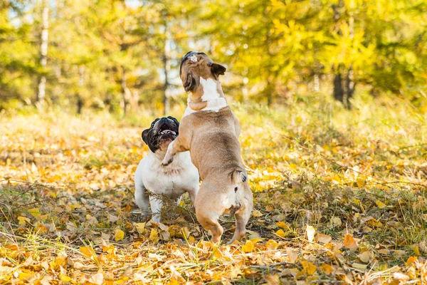 French dog bulldog on a autumnal nature background.