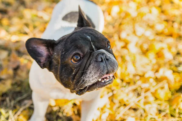 Французский собачий бульдог на фоне осени . — стоковое фото