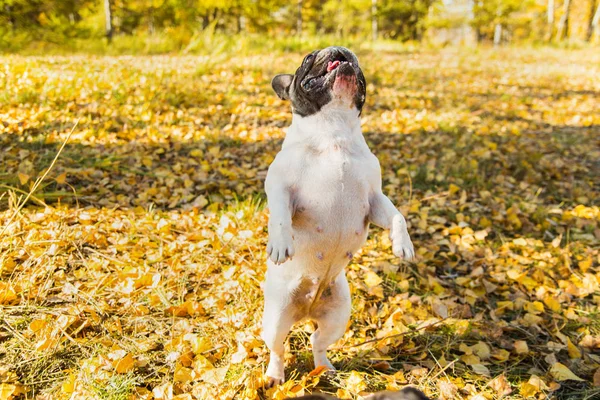 秋の自然を背景にしたフランスの犬のブルドッグ. — ストック写真