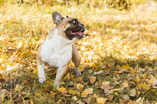 French dog bulldog on a autumnal nature background.