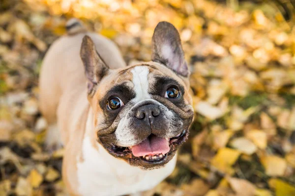 Французский собачий бульдог на фоне осени . — стоковое фото