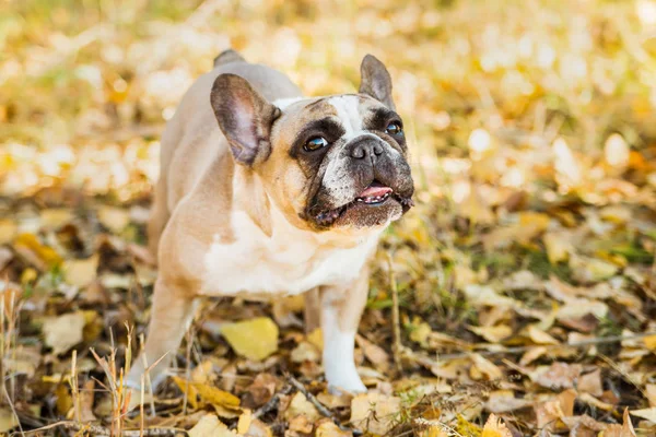 French dog bulldog on a autumnal nature background.