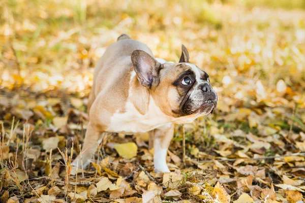 French dog bulldog on a autumnal nature background.