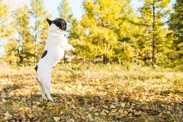 French dog bulldog on a autumnal nature background.