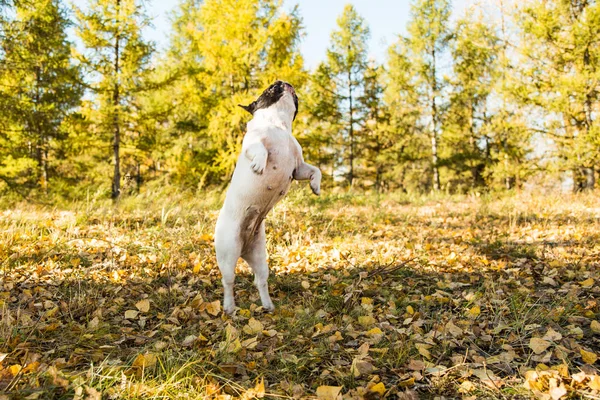 French dog bulldog on a autumnal nature background.