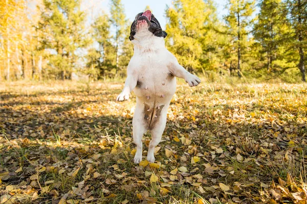 French dog bulldog on a autumnal nature background.