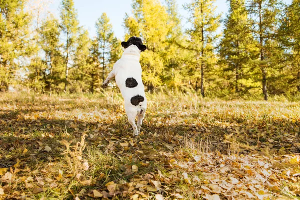 French dog bulldog on a autumnal nature background.