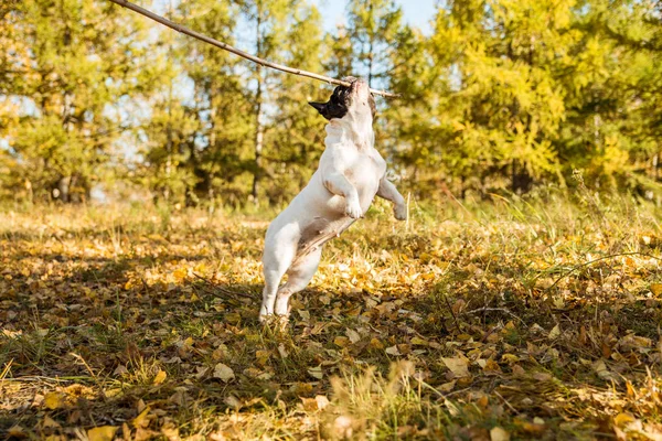 Bouledogue chien français sur fond de nature automnale . — Photo