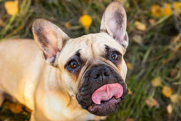 Portrait of a French bulldog of fawn color against the background of autumn leaves and grass — 스톡 사진