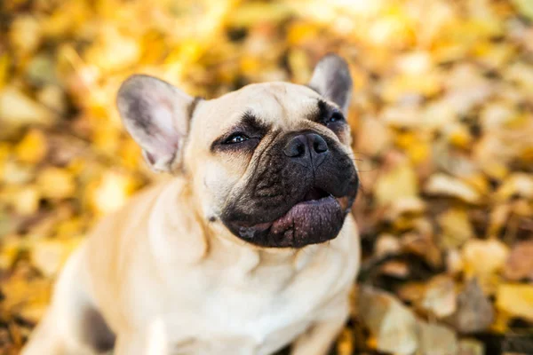 Sonbahar yaprakları ve çimenlerin arka planında geyik renginde bir Fransız bulldog 'unun yakın plan portresi