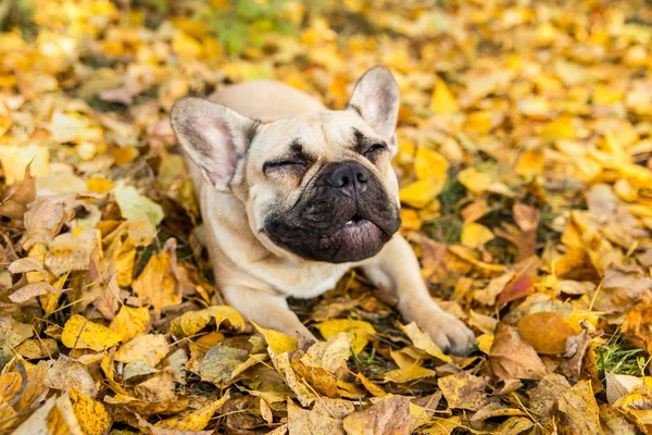 Sonbahar yaprakları ve çimenlerin arka planında geyik renginde bir Fransız bulldog 'unun yakın plan portresi