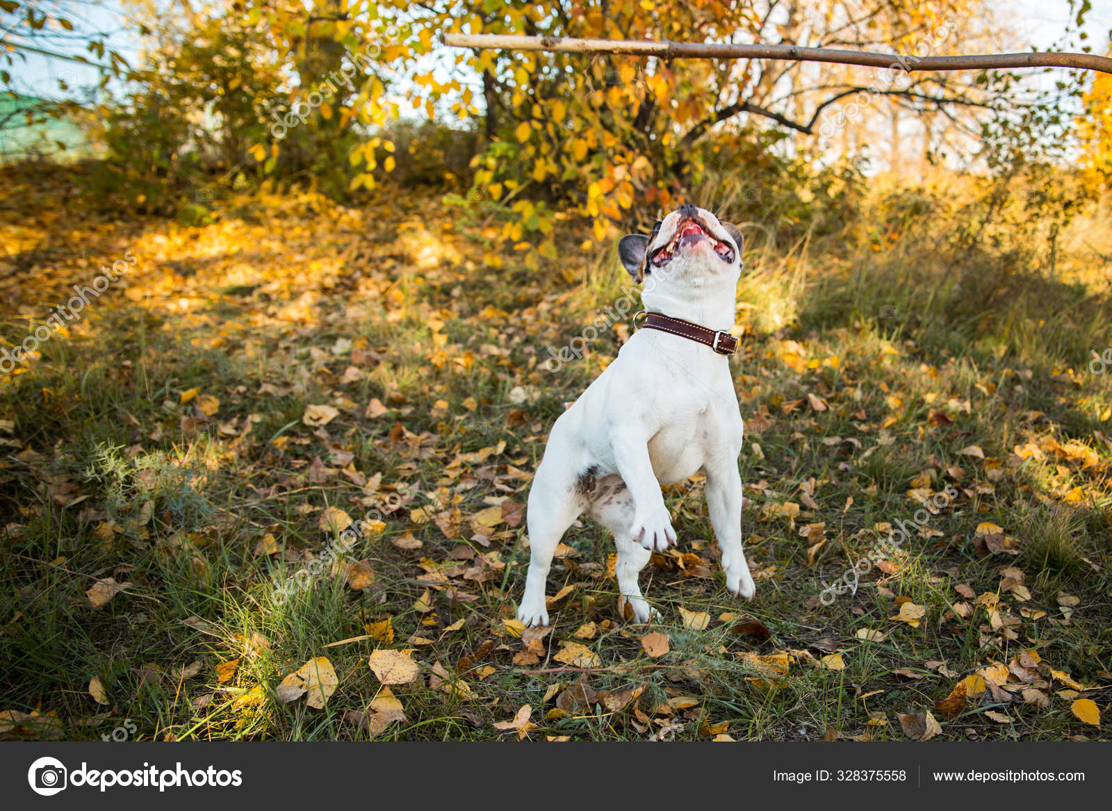 法国斗牛犬生姜和白色在秋叶和青草背景下的画像 图库照片 C Gum92