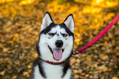 Sonbahar doğasında bir Husky köpeğinin portresi.