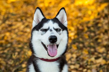 Sonbahar doğasında bir Husky köpeğinin portresi.