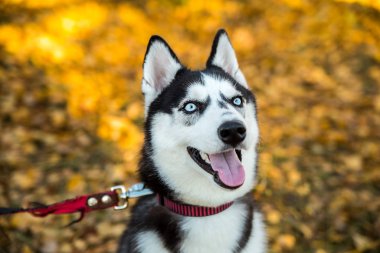 Sonbahar doğasında bir Husky köpeğinin portresi.