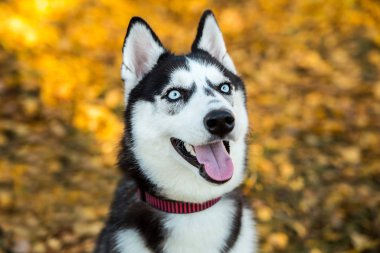 Sonbahar doğasında bir Husky köpeğinin portresi.