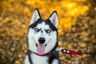 Sonbahar doğasında bir Husky köpeğinin portresi.