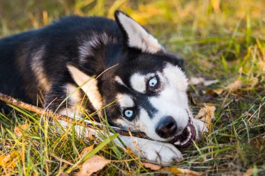 Sonbahar doğasında bir Husky köpeğinin portresi.