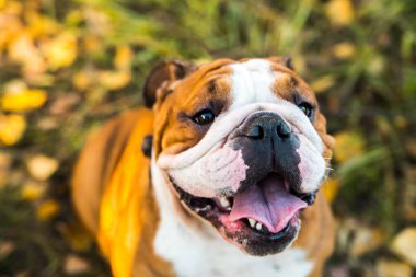 İngiliz bulldog 'unun sonbahar yapraklarındaki portresi..