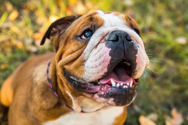 İngiliz bulldog 'unun sonbahar yapraklarındaki portresi..
