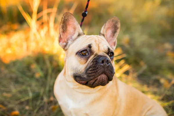 Porträtt av en fransk bulldogg av fawn färg mot bakgrund av höstlöv och gräs — Stockfoto