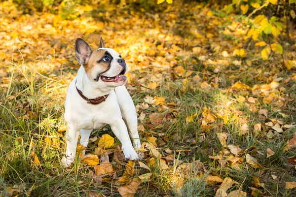 Portrait d'un bouledogue français au gingembre et de couleur blanche sur fond de feuilles d'automne et d'herbe — Photo