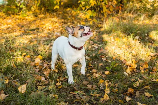 Portrait d'un bouledogue français au gingembre et de couleur blanche sur fond de feuilles d'automne et d'herbe — Photo