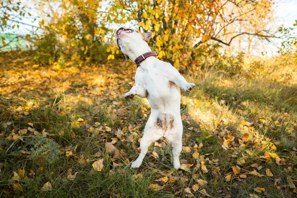 Porträt einer französischen Bulldogge, die springt, fliegt und auf ihren Hinterbeinen auf Herbstblättern und Grashintergrund steht — Stockfoto