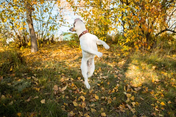 Retrato de un bulldog francés saltando, volando y de pie sobre sus patas traseras sobre hojas de otoño y fondo de hierba —  Fotos de Stock