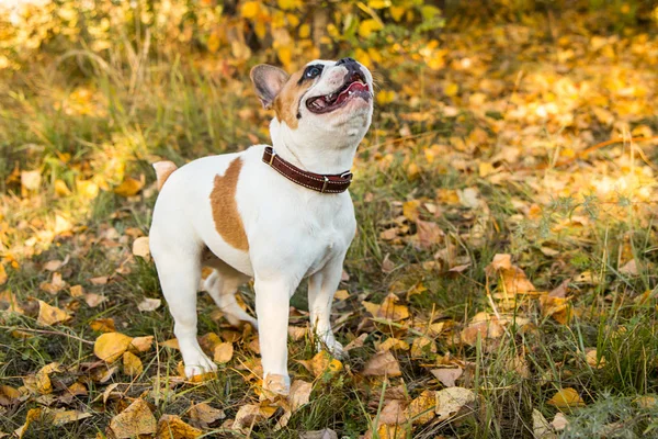 Portrait d'un bouledogue français au gingembre et de couleur blanche sur fond de feuilles d'automne et d'herbe — Photo