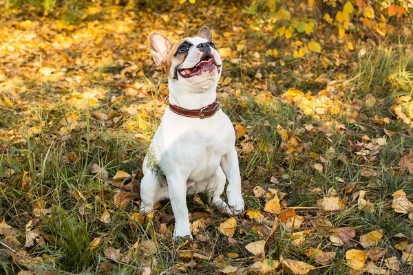 Портрет французского бульдога рыжего и белого цвета на фоне осенних листьев и травы — стоковое фото