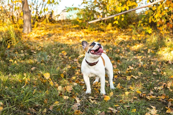 Retrato de um buldogue francês gengibre e cor branca contra o fundo de folhas de outono e grama — Fotografia de Stock