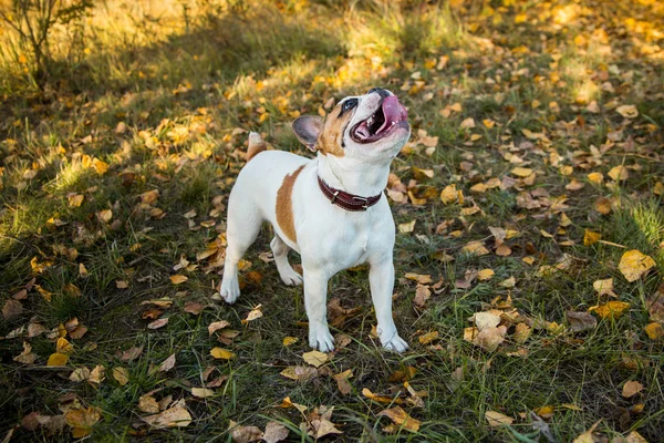 Portrait d'un bouledogue français au gingembre et de couleur blanche sur fond de feuilles d'automne et d'herbe — Photo