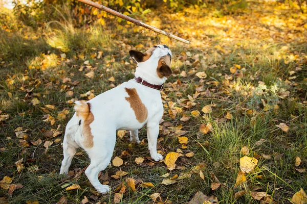 Portrait of a French bulldog ginger and white color against the background of autumn leaves and grass — Stock Photo, Image
