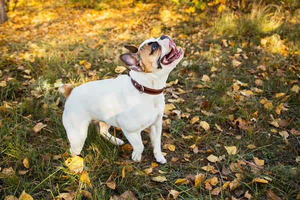 Retrato de um buldogue francês gengibre e cor branca contra o fundo de folhas de outono e grama — Fotografia de Stock