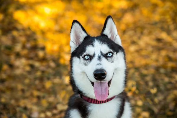 Portrait d'un chien Husky sur fond de nature automnale . — Photo