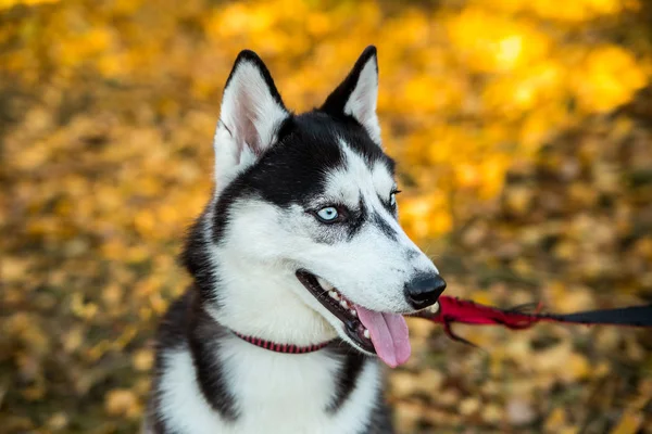 Retrato de un perro Husky sobre un fondo de naturaleza otoñal . —  Fotos de Stock