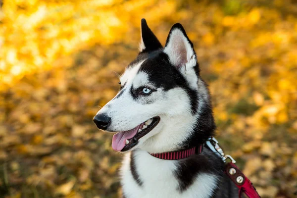秋の自然を背景にしたハスキー犬の肖像. — ストック写真