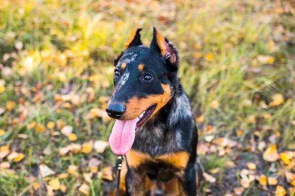 Portret van een hondenras van Franse herdershond op een achtergrond van de herfstnatuur. — Stockfoto